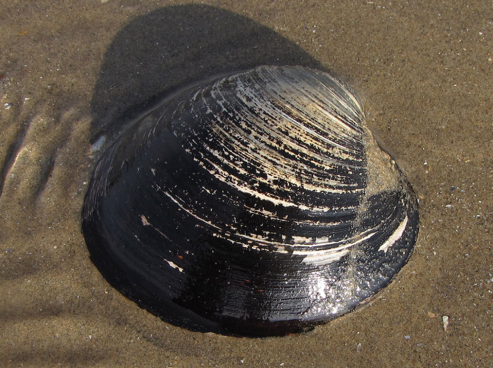 Долгожители мира