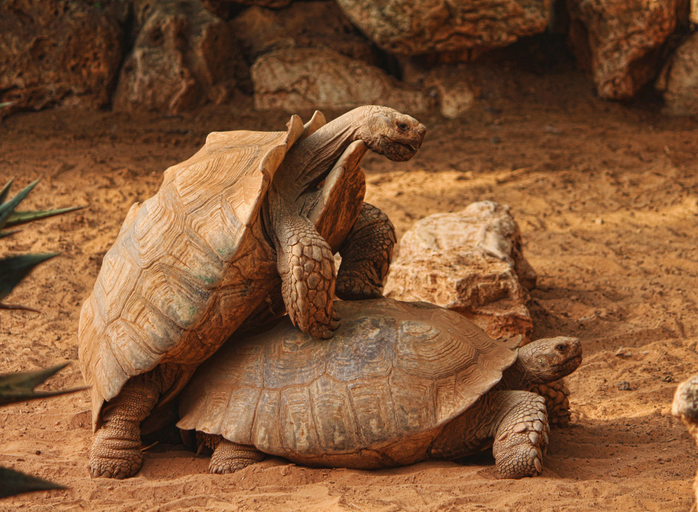 Долгожители мира