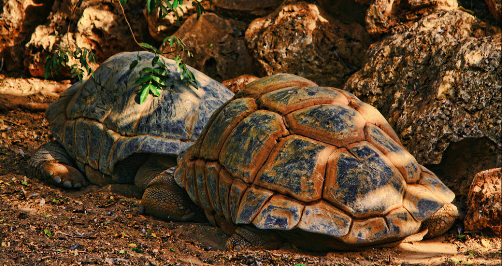 Долгожители мира