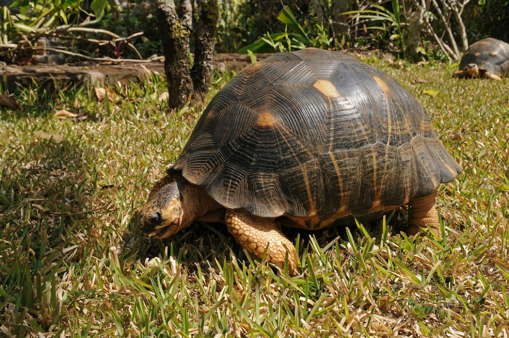 Долгожители мира