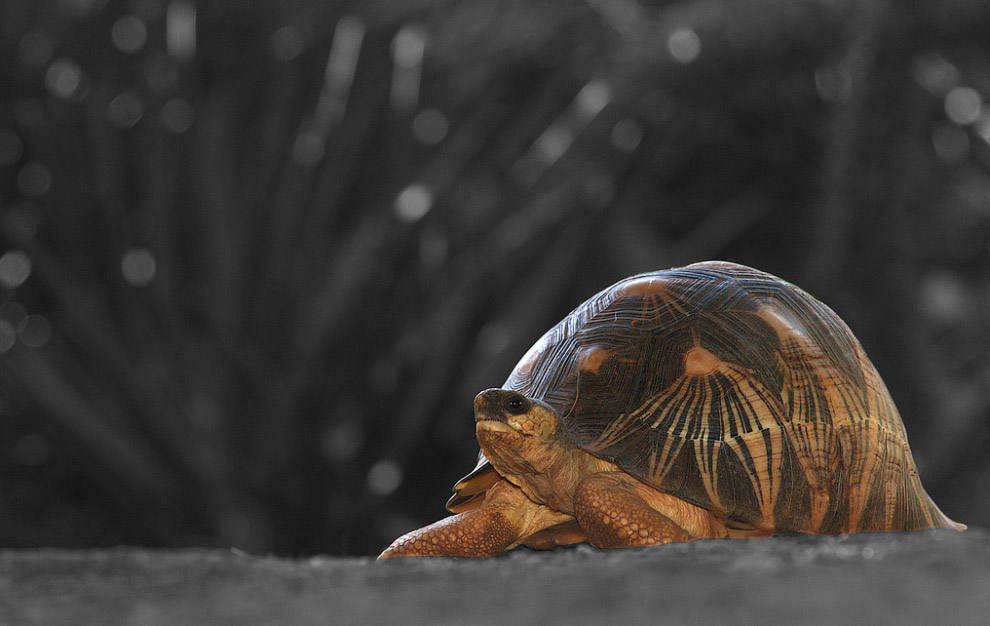 Долгожители мира