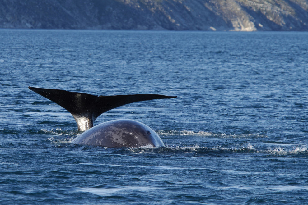 Долгожители мира