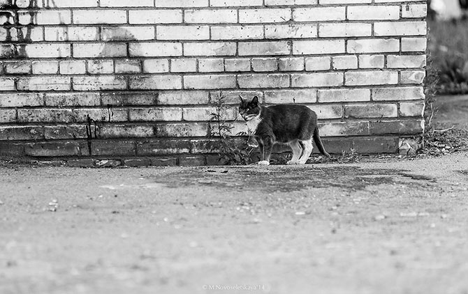 Другая жизнь. «Ночной автобус» (58 фото)
