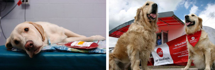 Четвероногие доноры