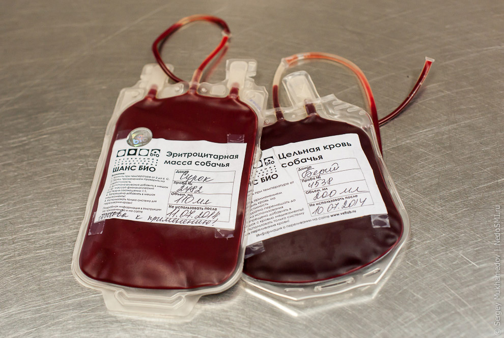 Четвероногие доноры