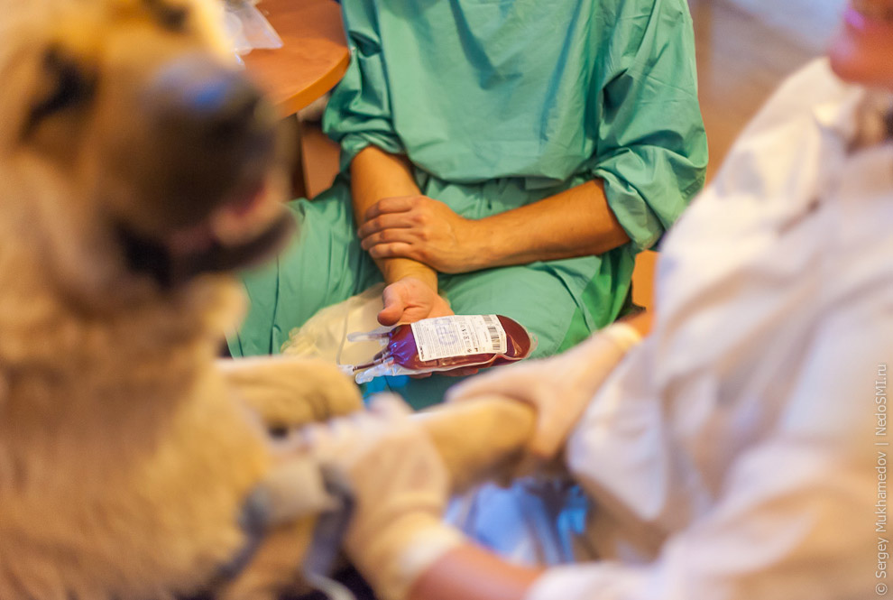 Четвероногие доноры