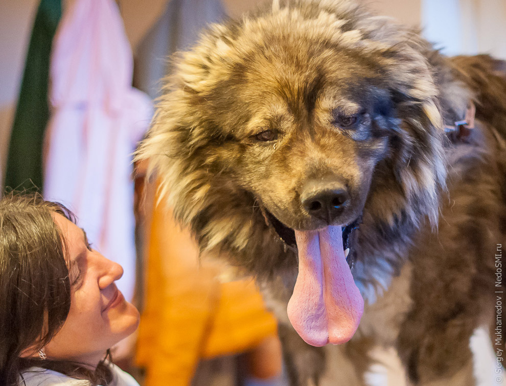 Четвероногие доноры