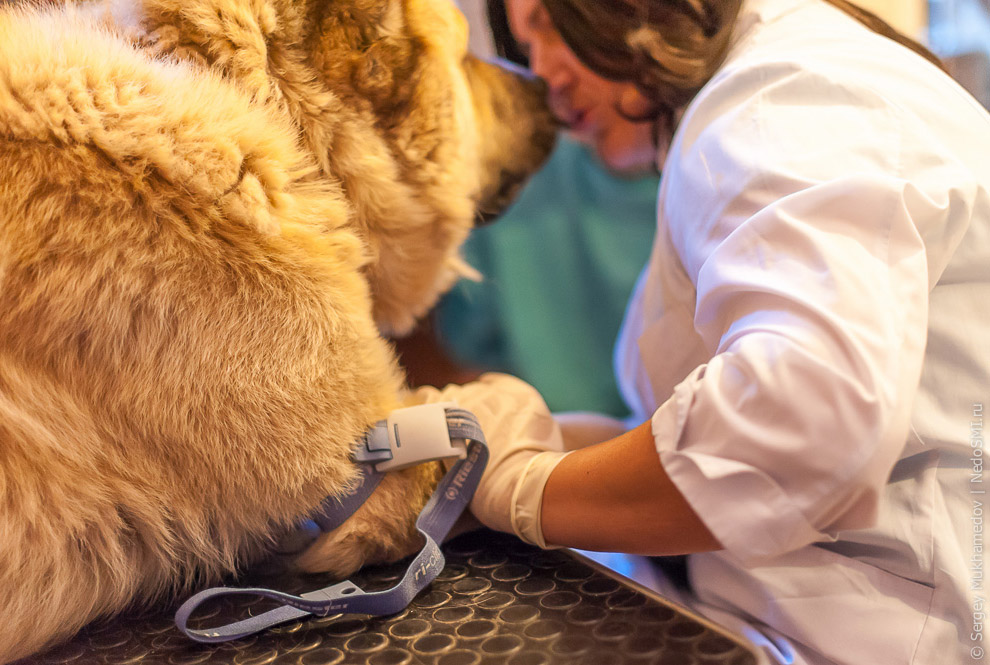 Четвероногие доноры