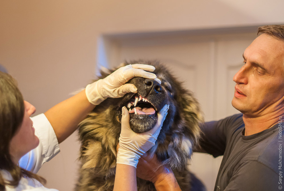 Четвероногие доноры