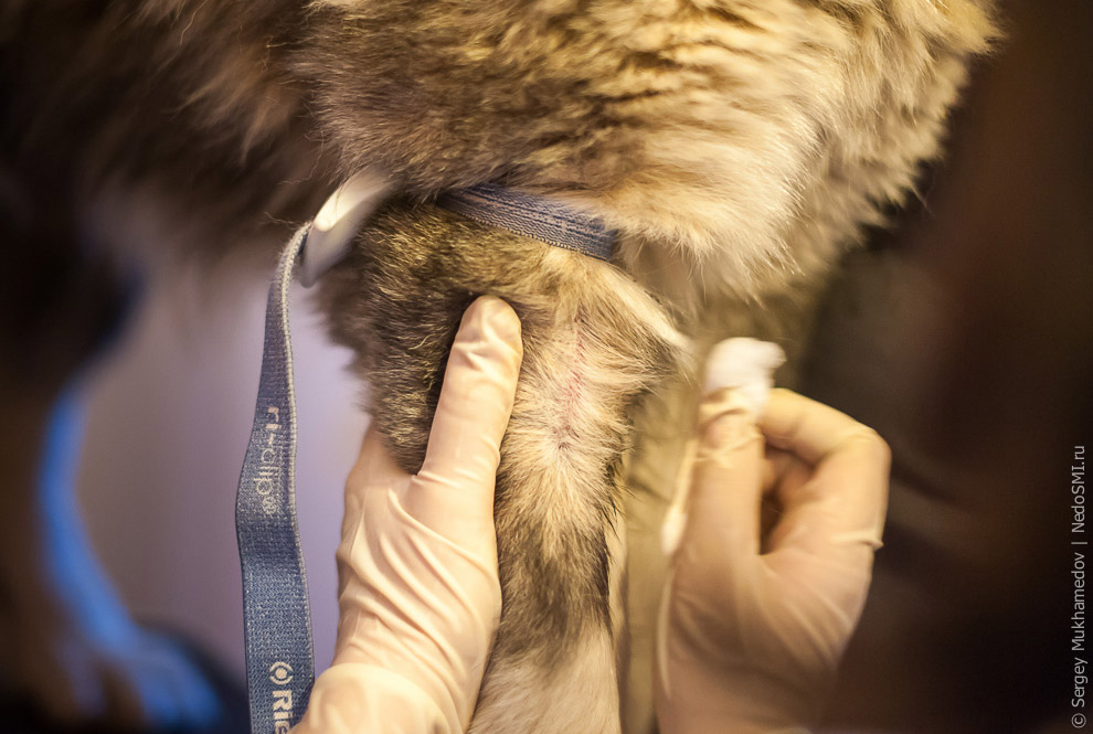 Четвероногие доноры