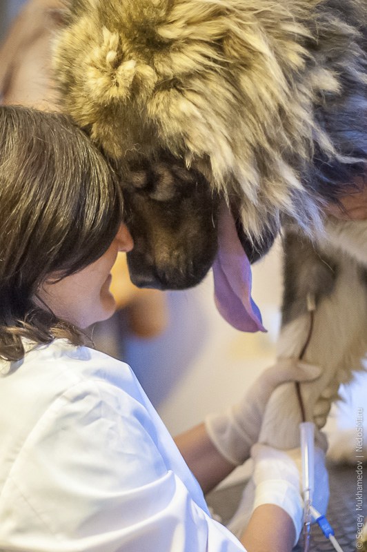 Четвероногие доноры