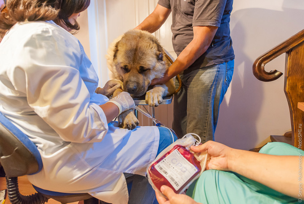 Четвероногие доноры