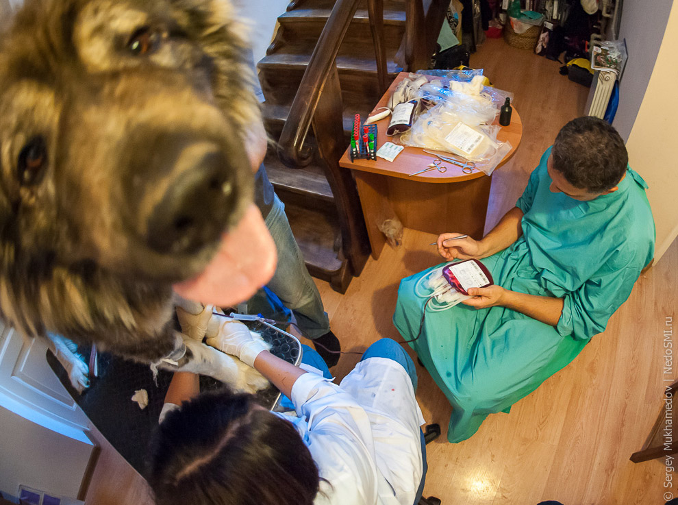 Четвероногие доноры