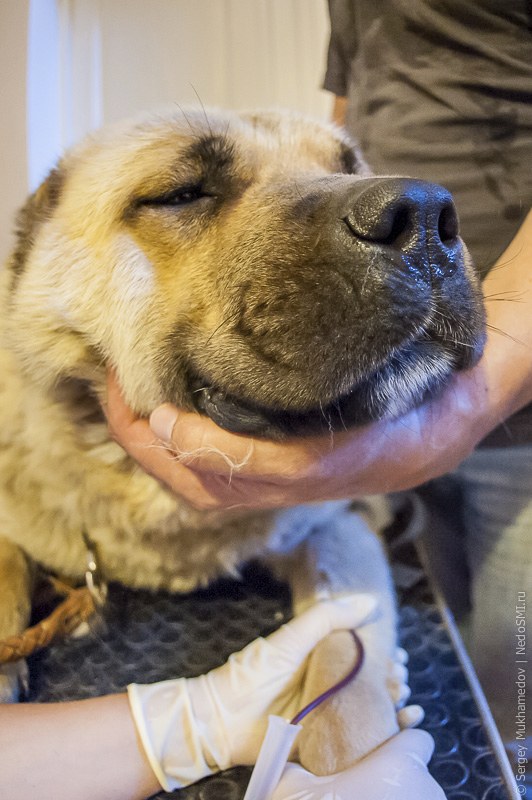 Четвероногие доноры