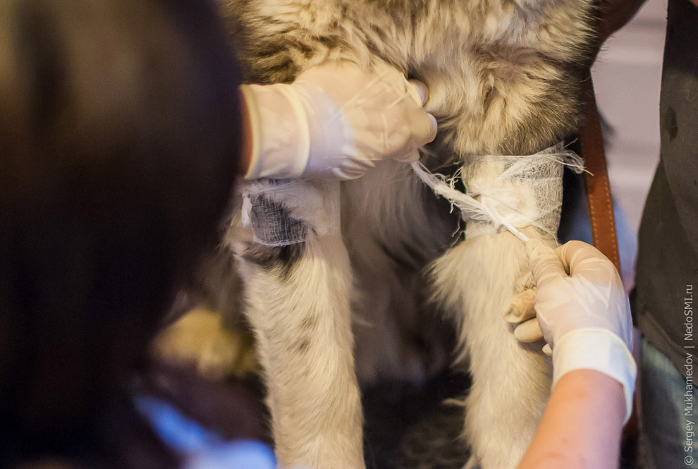 Четвероногие доноры