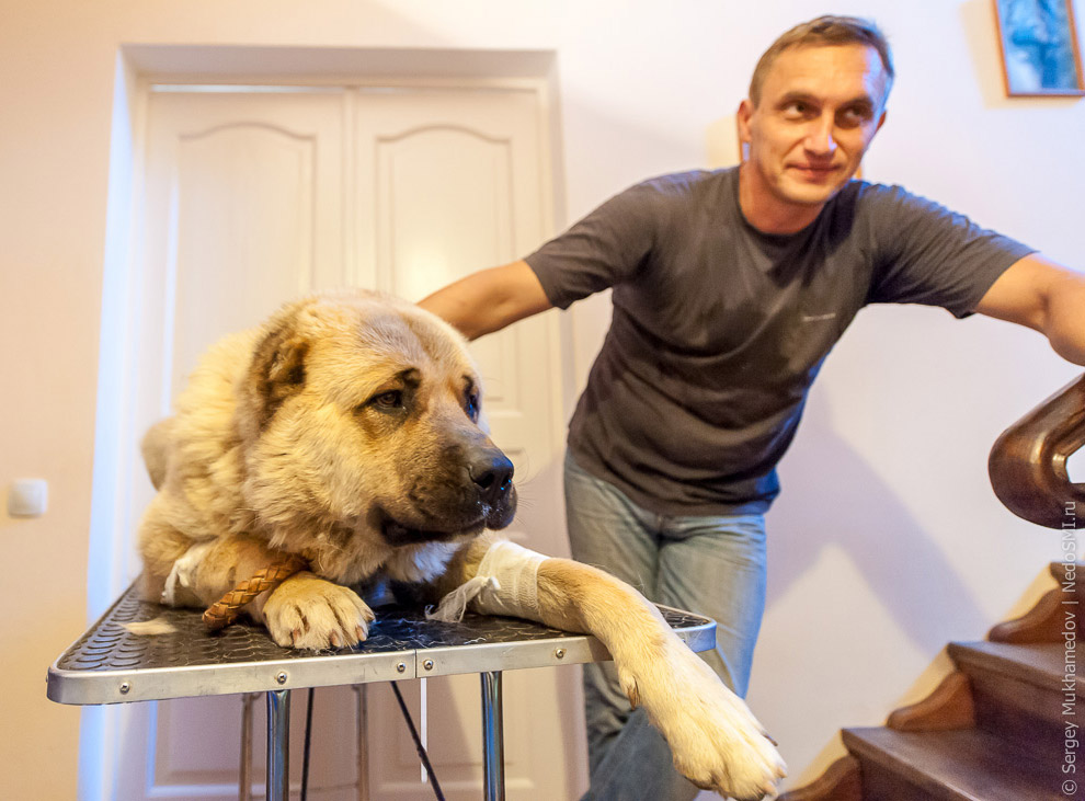 Четвероногие доноры