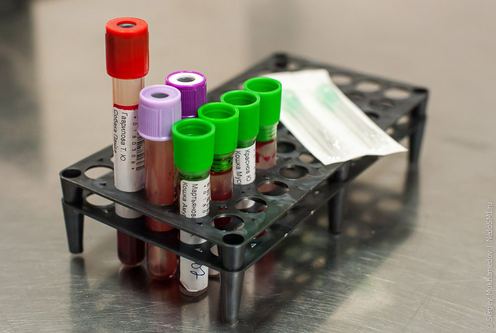 Четвероногие доноры