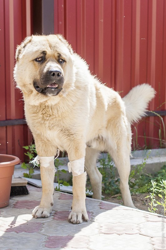 Четвероногие доноры