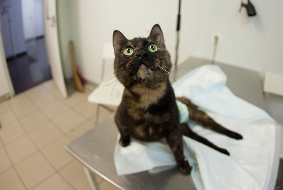 Четвероногие доноры