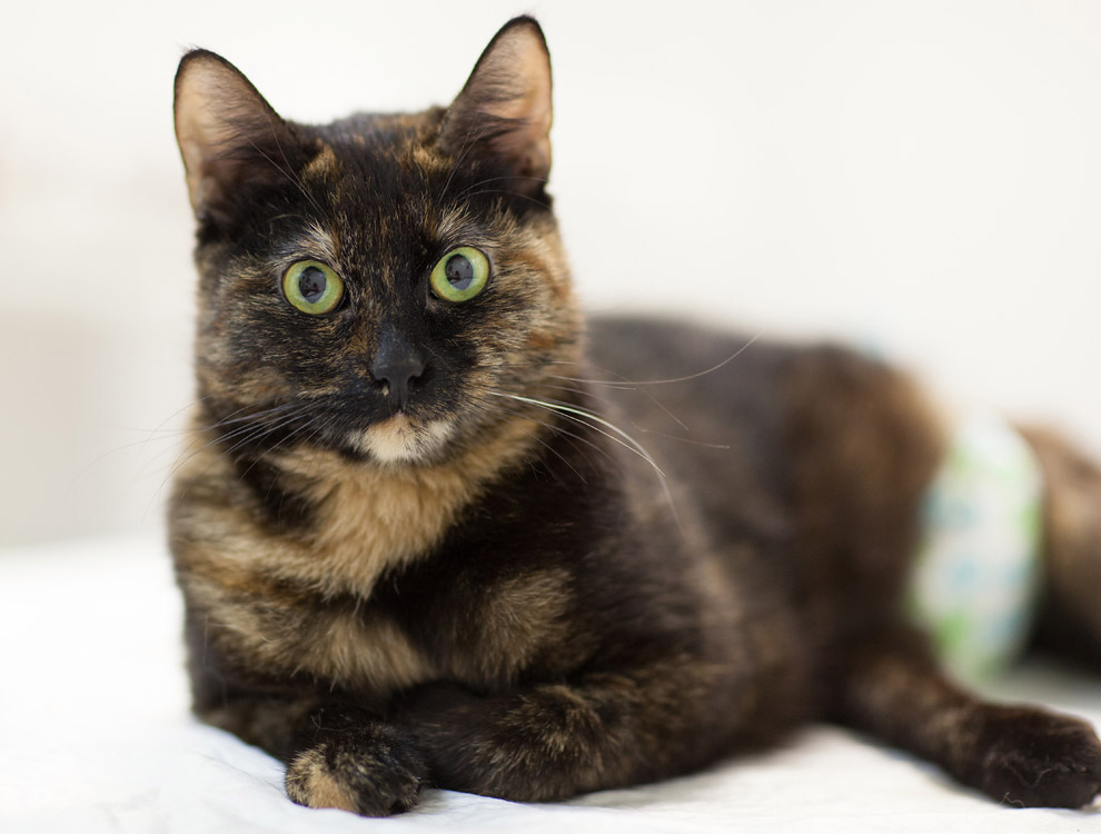 Четвероногие доноры