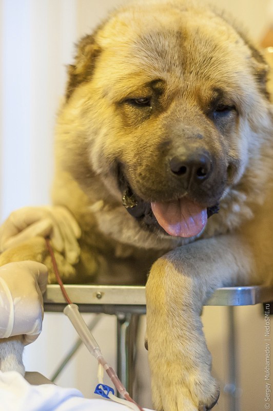 Четвероногие доноры