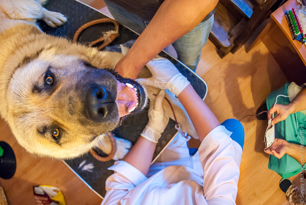 Четвероногие доноры