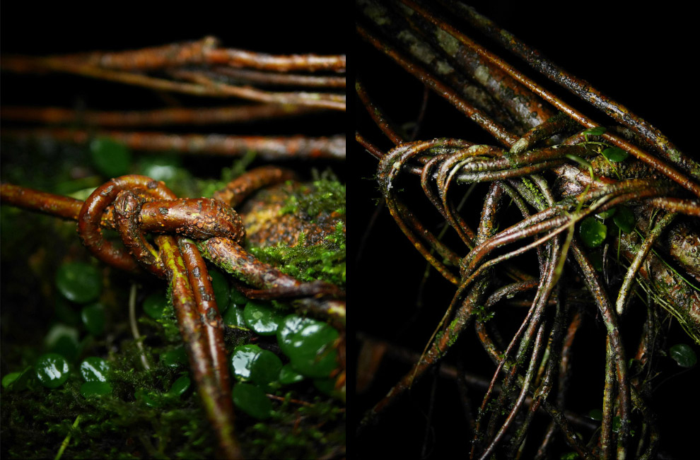 Мегхалая — самое влажное место на Земле