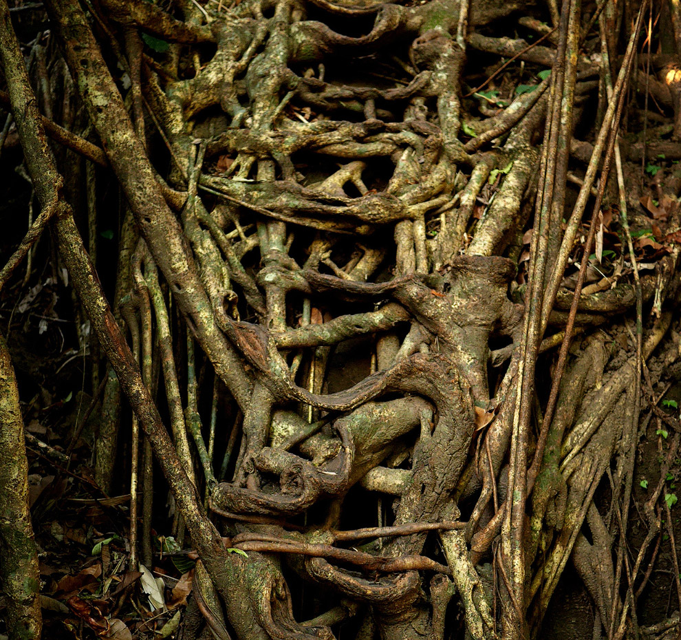 Мегхалая — самое влажное место на Земле