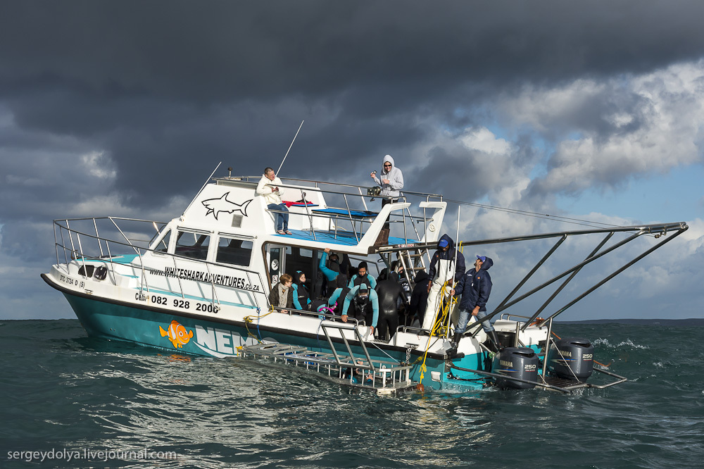 Погружение в клетке к большим белым акулам