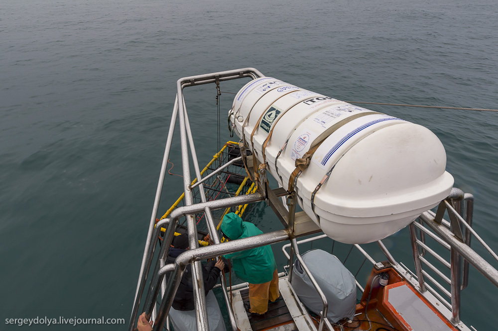Погружение в клетке к большим белым акулам