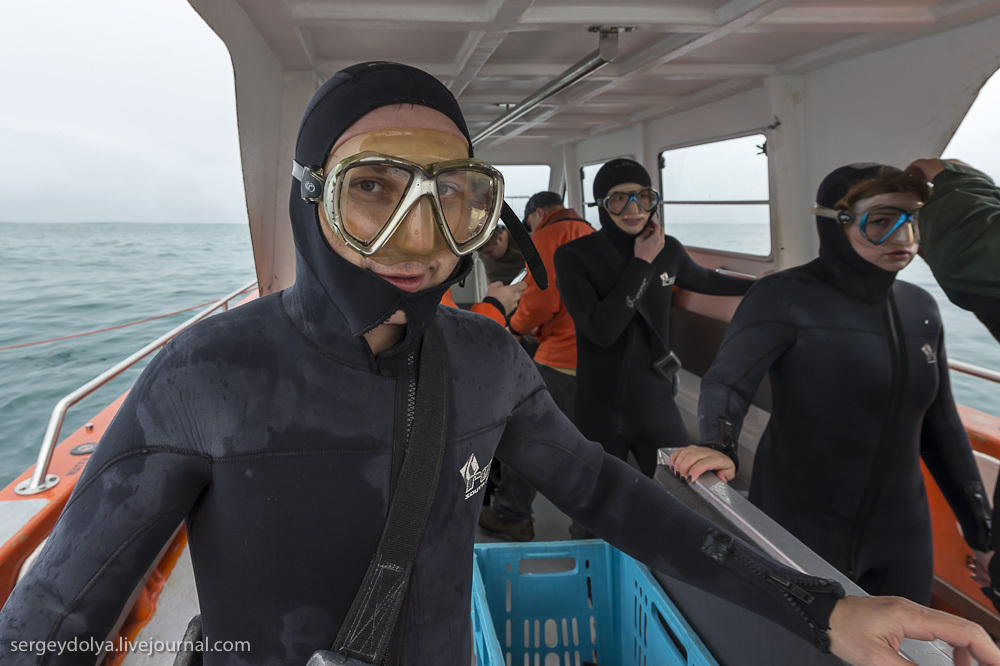 Погружение в клетке к большим белым акулам