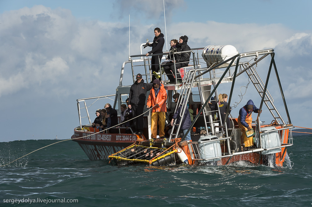 Погружение в клетке к большим белым акулам