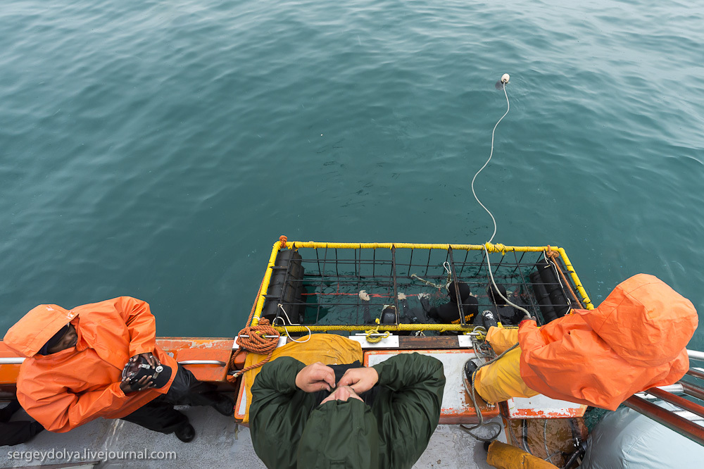 Погружение в клетке к большим белым акулам
