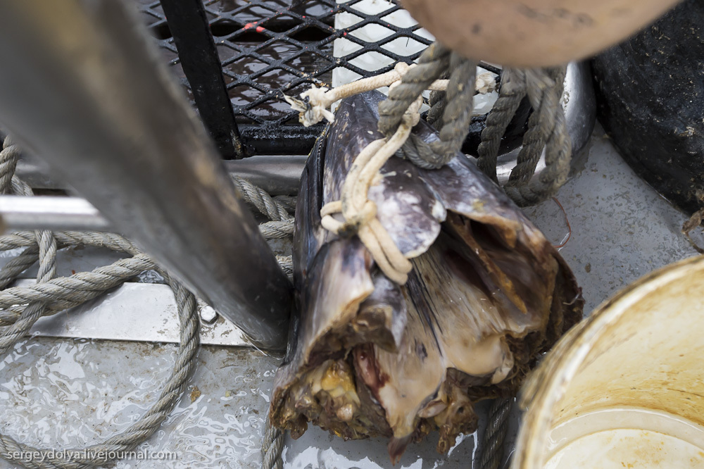 Погружение в клетке к большим белым акулам