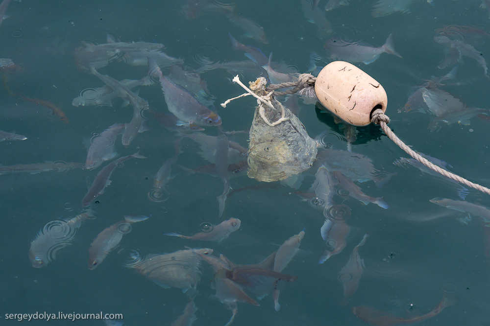 Погружение в клетке к большим белым акулам