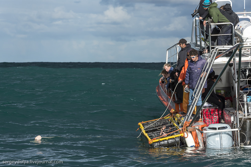 Погружение в клетке к большим белым акулам