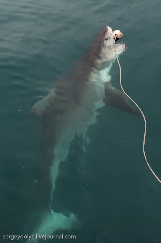 Погружение в клетке к большим белым акулам