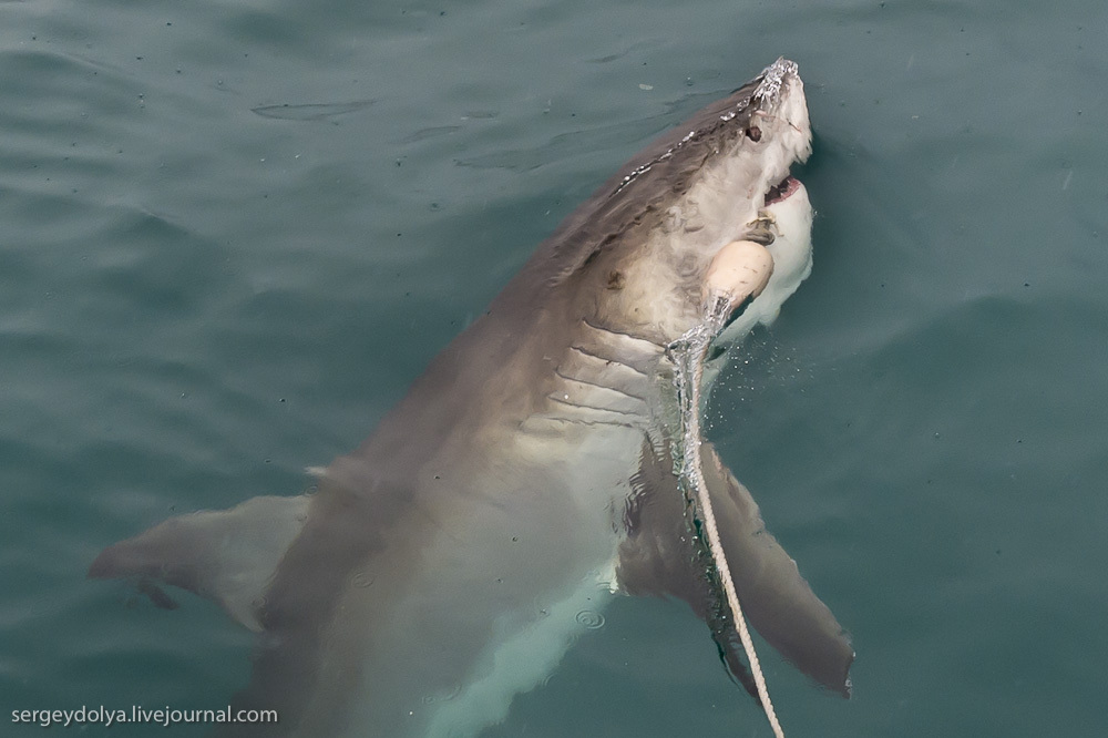 Погружение в клетке к большим белым акулам