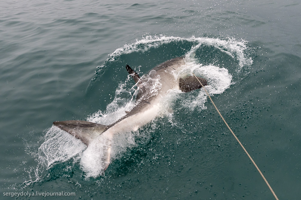 Погружение в клетке к большим белым акулам