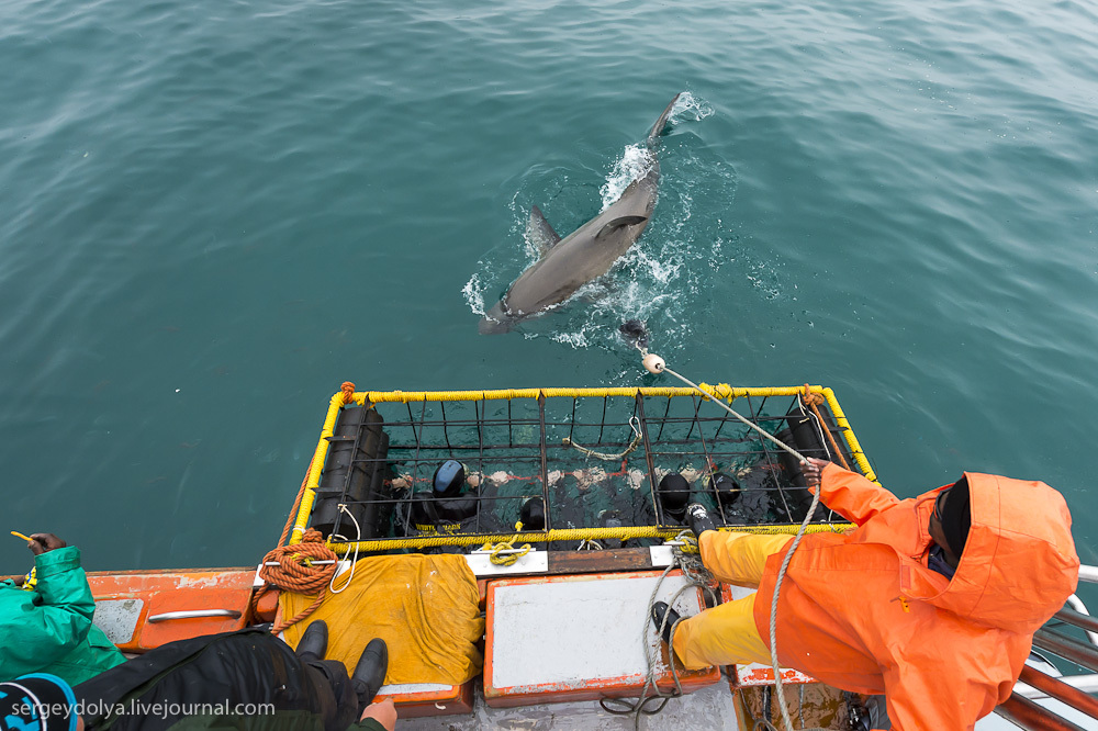 Погружение в клетке к большим белым акулам