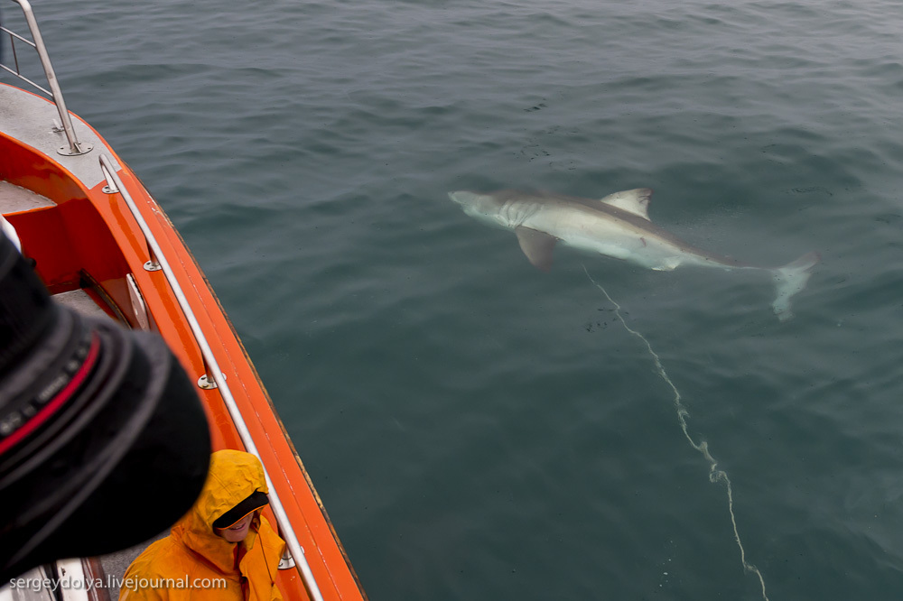 Погружение в клетке к большим белым акулам