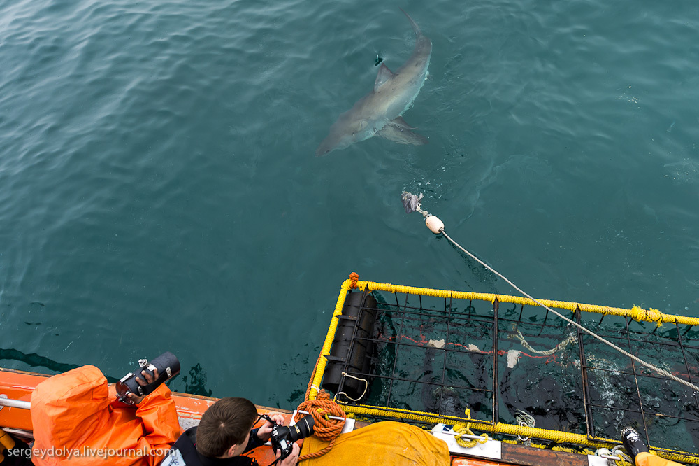 Погружение в клетке к большим белым акулам