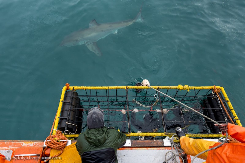 Погружение в клетке к большим белым акулам