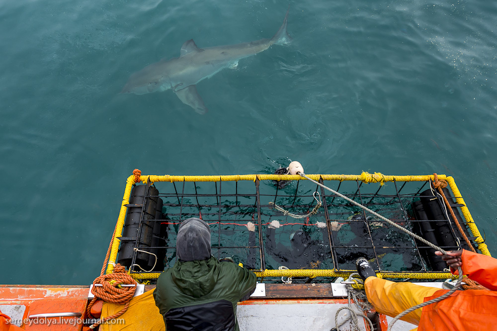 Погружение в клетке к большим белым акулам