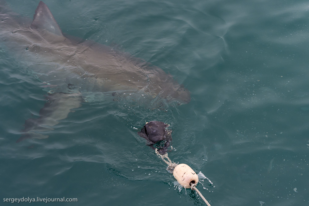 Погружение в клетке к большим белым акулам