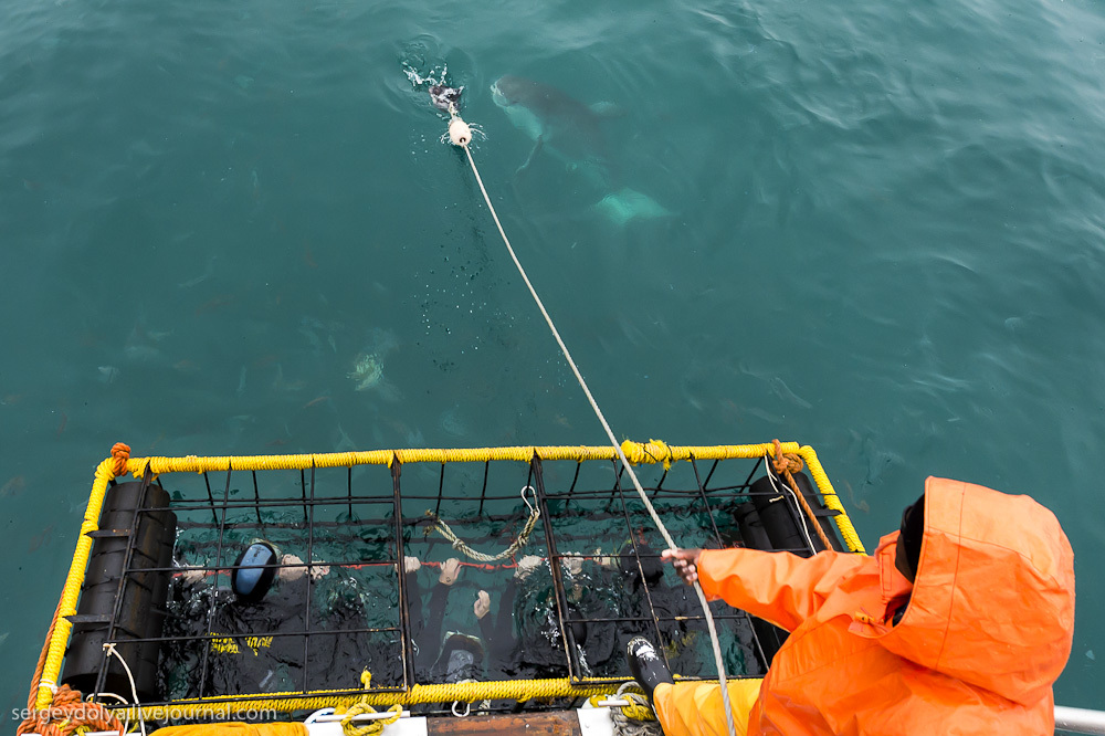 Погружение в клетке к большим белым акулам
