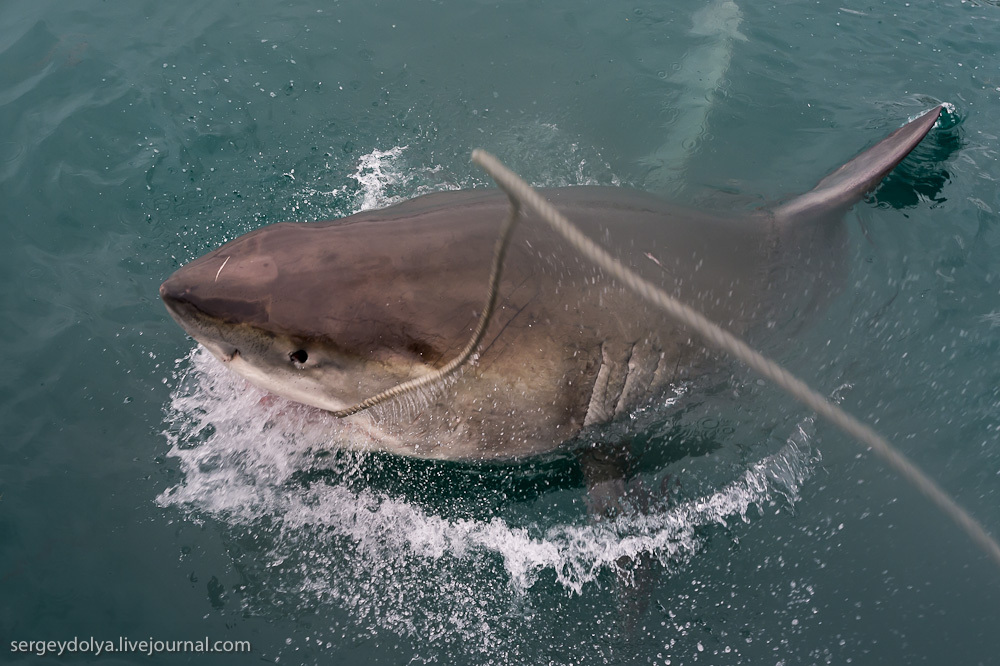 Погружение в клетке к большим белым акулам