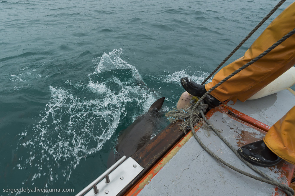 Погружение в клетке к большим белым акулам