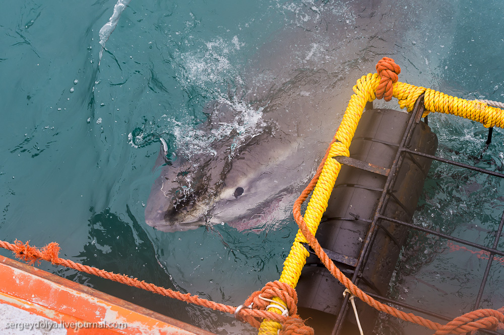 Погружение в клетке к большим белым акулам