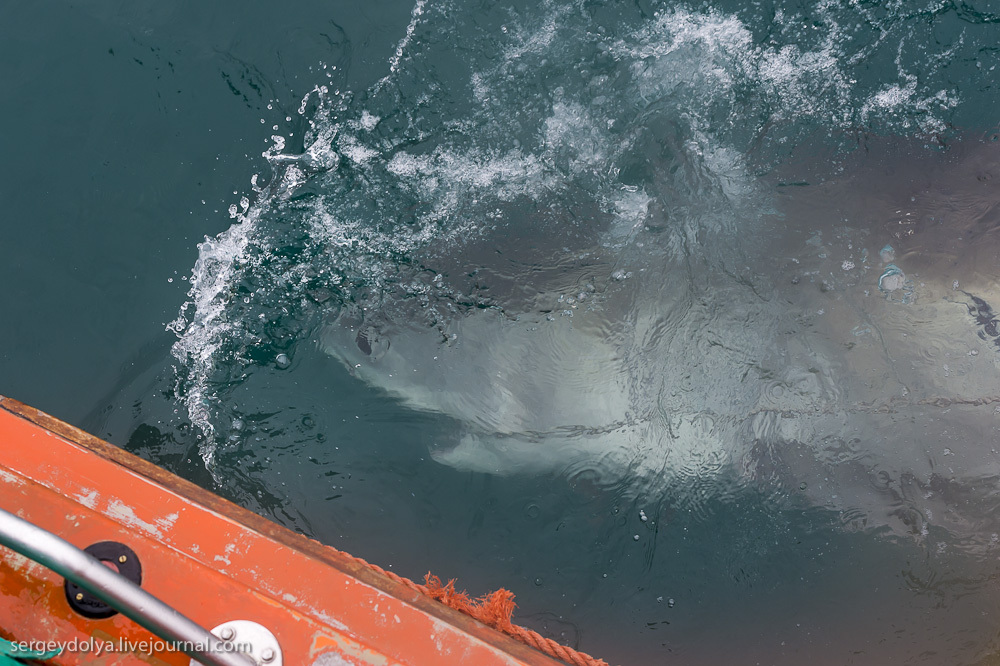 Погружение в клетке к большим белым акулам